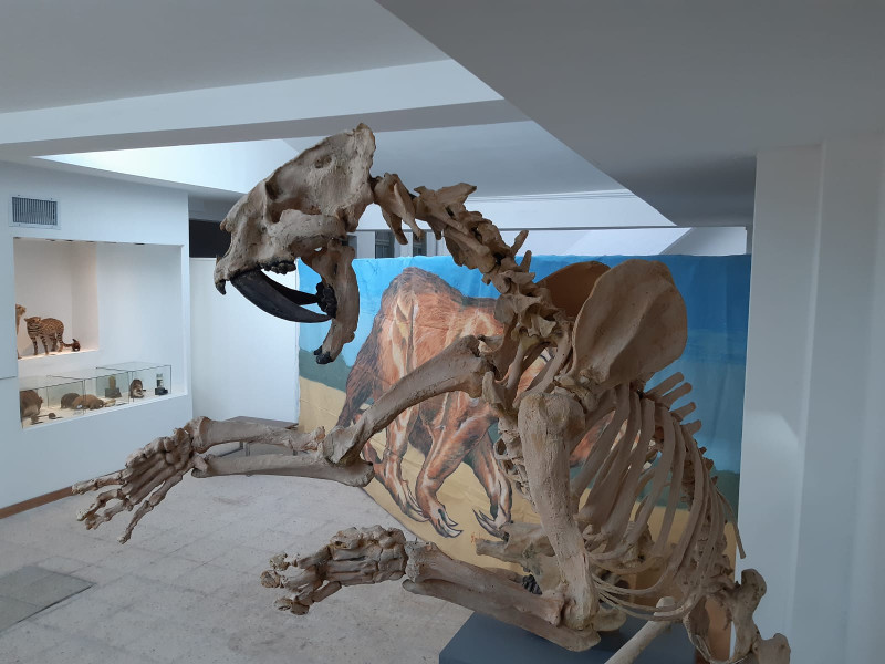 dino.jpg